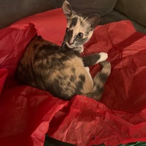 Meet your Posher, Caitlin